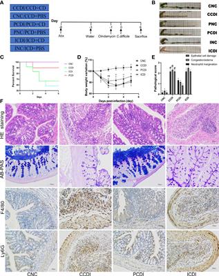 The impact of dietary fibers on Clostridioides difficile infection in a mouse model